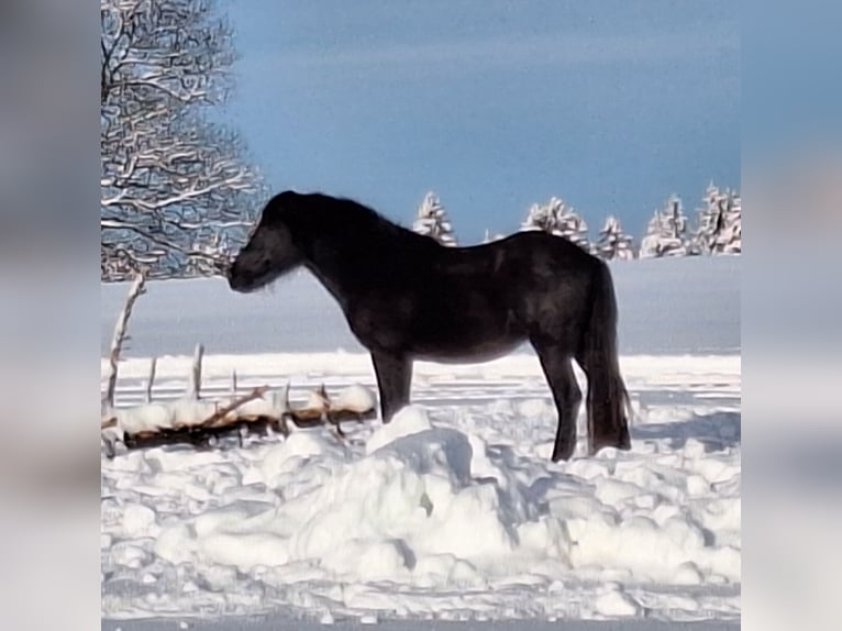 Bardigiano Caballo castrado 2 años 147 cm Negro in Oberstaufen