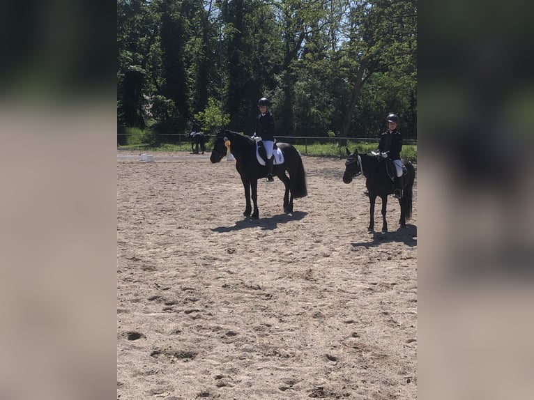 Bardigiano Caballo castrado 5 años 143 cm Negro in Rümmingen