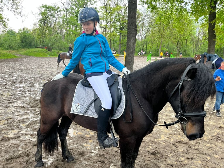 Bardigiano Caballo castrado 5 años 143 cm Negro in Rümmingen