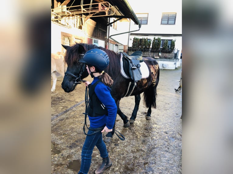 Bardigiano Caballo castrado 5 años 143 cm Negro in Rümmingen