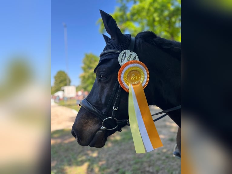 Bardigiano Caballo castrado 5 años 143 cm Negro in Rümmingen