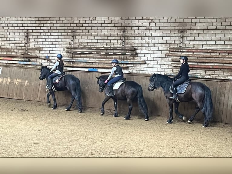 Bardigiano Caballo castrado 5 años 143 cm Negro in Rümmingen