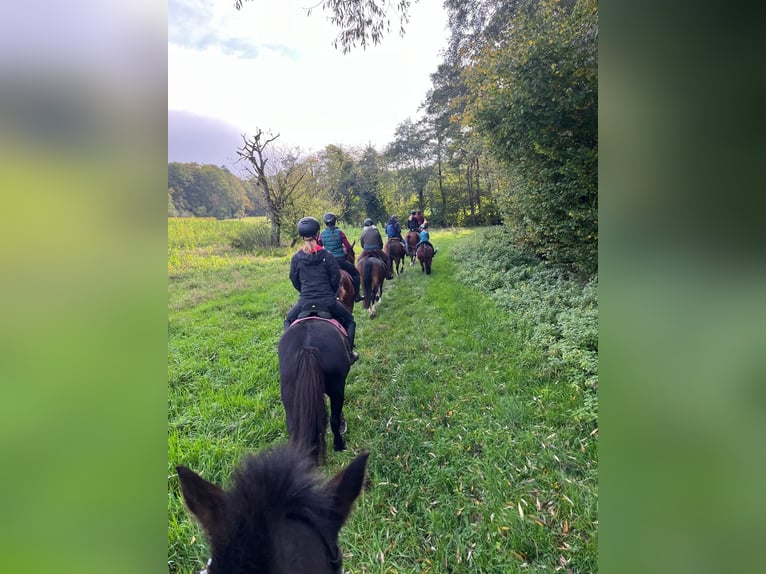 Bardigiano Caballo castrado 6 años 143 cm Negro in Rümmingen