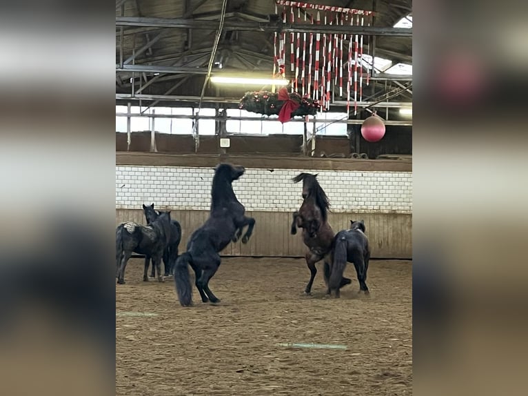 Bardigiano Caballo castrado 6 años 143 cm Negro in Rümmingen