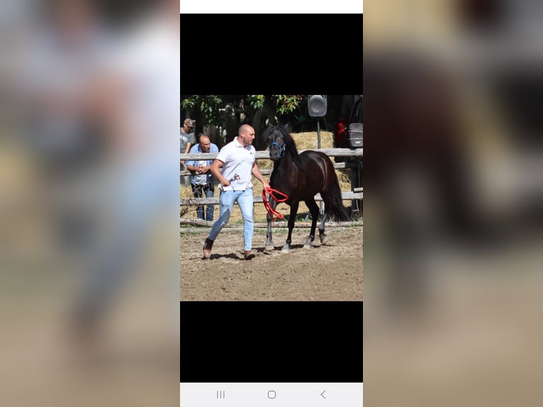 Bardigiano Étalon 2 Ans Noir in Bedonia