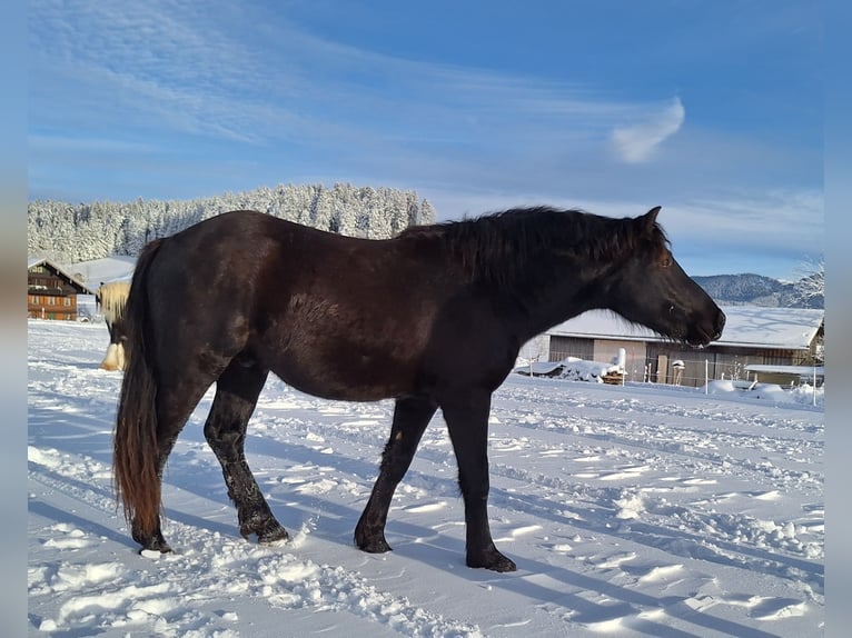 Bardigiano Gelding 2 years 14,1 hh Black in Oberstaufen