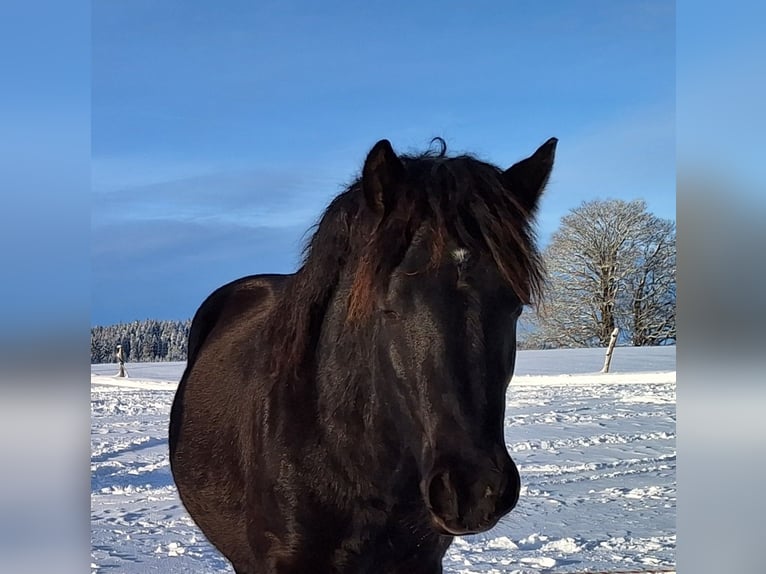 Bardigiano Gelding 2 years 14,1 hh Black in Oberstaufen