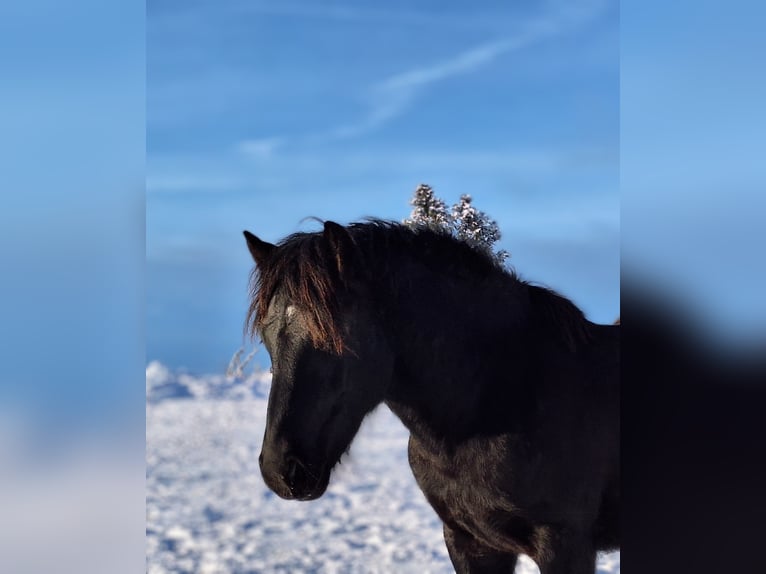 Bardigiano Gelding 2 years 14,1 hh Black in Oberstaufen