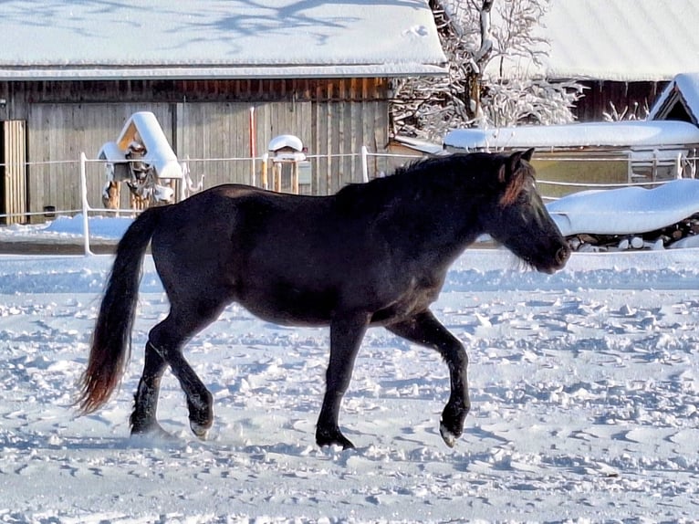 Bardigiano Gelding 2 years 14,1 hh Black in Oberstaufen