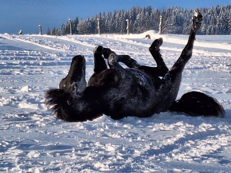 Bardigiano Gelding 2 years 14,1 hh Black in Oberstaufen