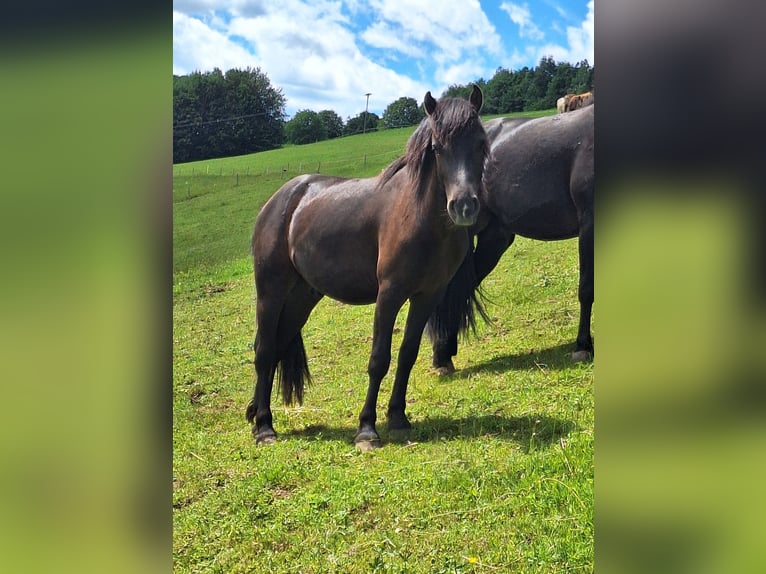 Bardigiano Gelding 2 years 14 hh Bay-Dark in Oberstaufen