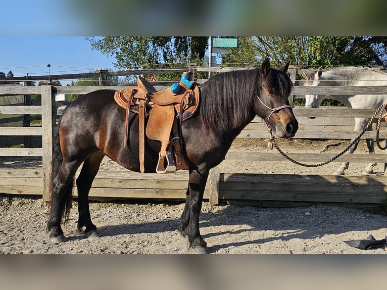 Bardigiano Giumenta 12 Anni 141 cm Baio scuro in Bad Endorf