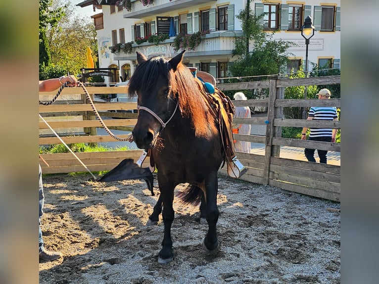 Bardigiano Giumenta 12 Anni 141 cm Baio scuro in Bad Endorf