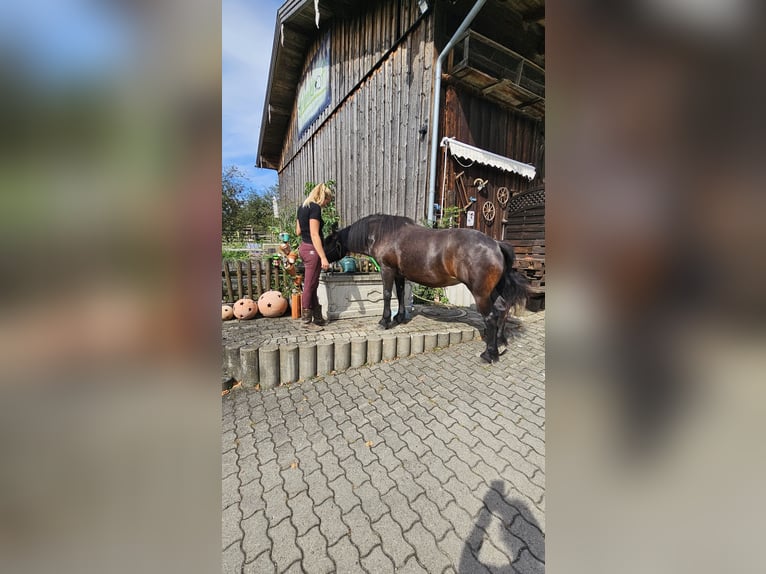 Bardigiano Giumenta 12 Anni 141 cm Baio scuro in Bad Endorf