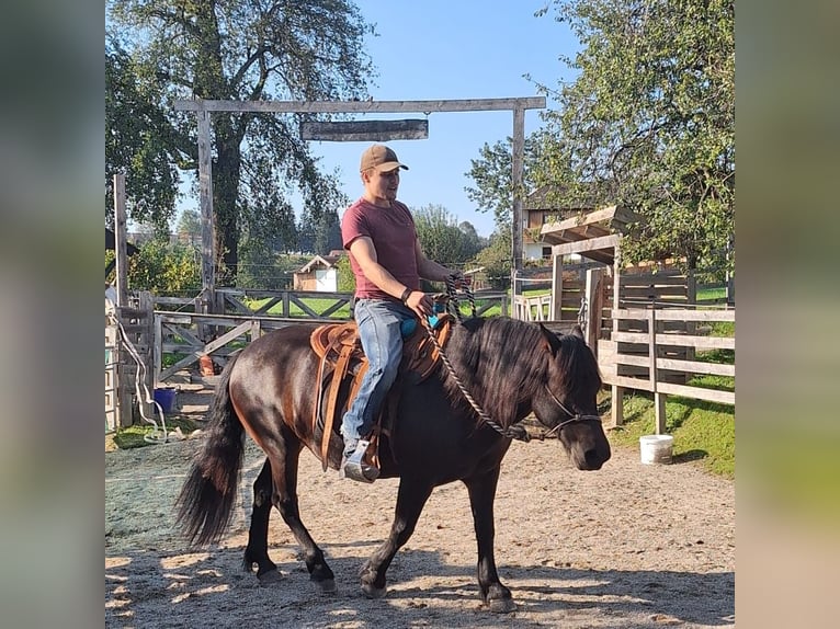 Bardigiano Giumenta 12 Anni 141 cm Baio scuro in Bad Endorf