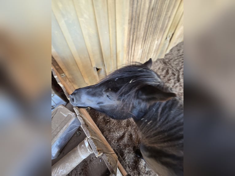 Bardigiano Giumenta 2 Anni 139 cm Baio nero in Saal an der Donau