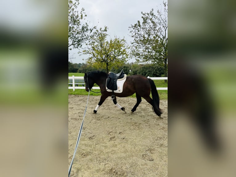 Bardigiano Giumenta 2 Anni 143 cm Baio in Parma