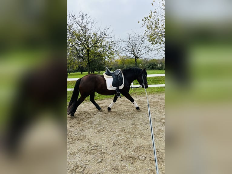 Bardigiano Giumenta 2 Anni 143 cm Baio in Parma