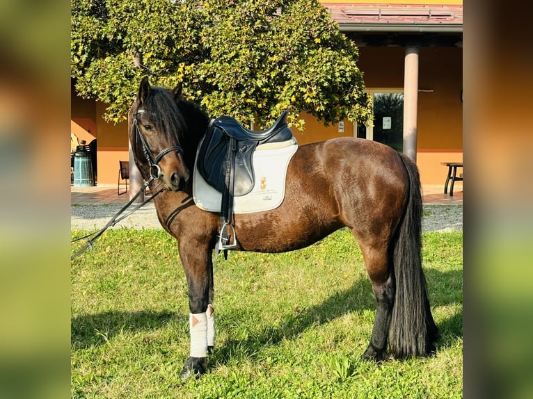 Bardigiano Giumenta 2 Anni 143 cm Baio in Parma