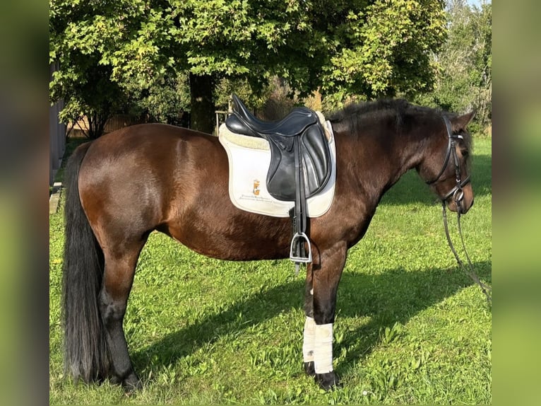 Bardigiano Giumenta 2 Anni 143 cm Baio in Parma