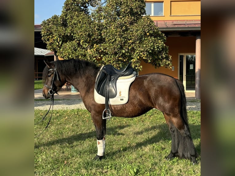 Bardigiano Giumenta 2 Anni 143 cm Baio in Parma