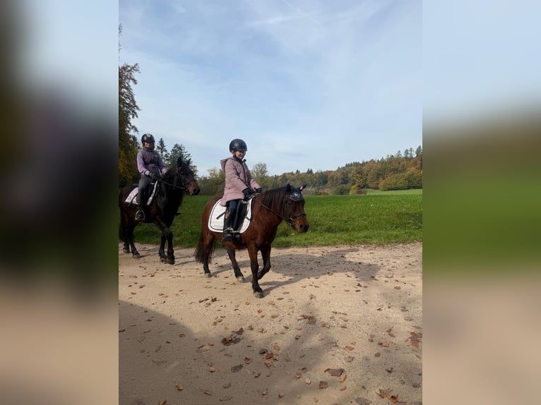 Bardigiano Giumenta 8 Anni 143 cm Morello in Rümmingen