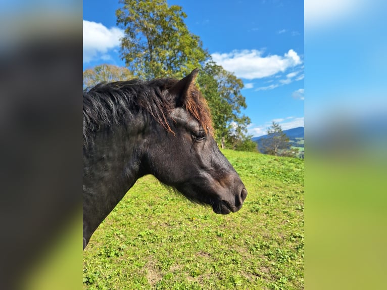 Bardigiano Hengst 1 Jaar 147 cm Zwart in Oberstaufen