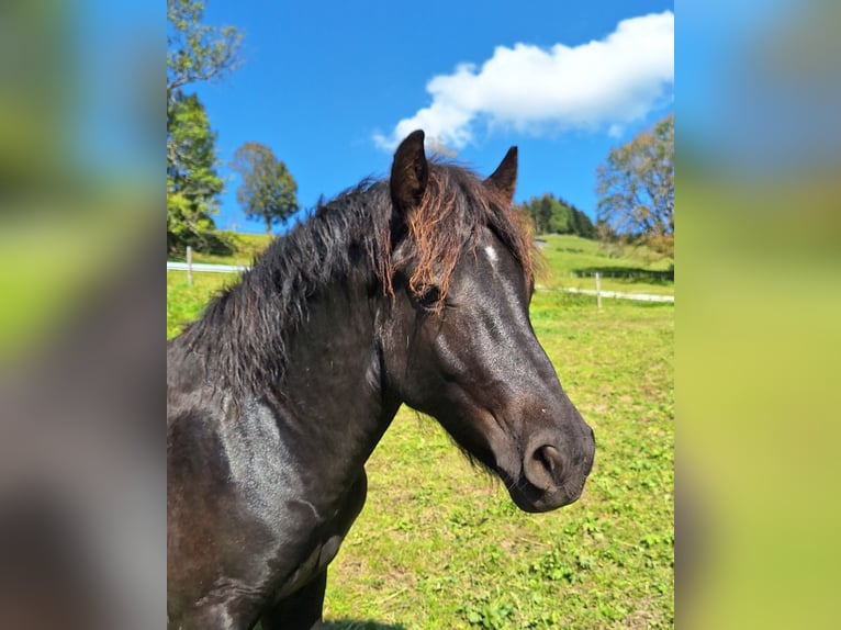 Bardigiano Hengst 1 Jaar 147 cm Zwart in Oberstaufen