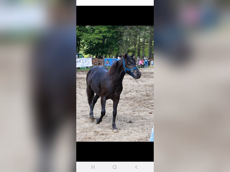 Bardigiano Hengst 2 Jaar Zwart in Bedonia