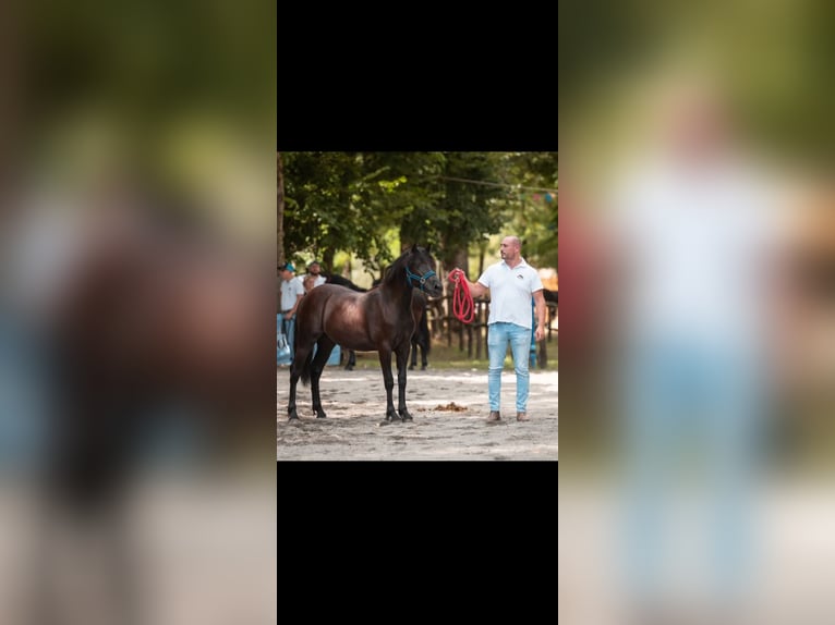 Bardigiano Hengst 2 Jaar Zwart in Bedonia