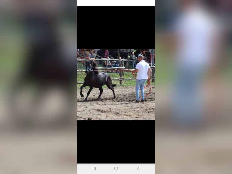 Bardigiano Hengst 2 Jahre Rappe in Bedonia