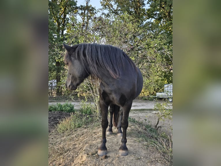 Bardigiano Jument 2 Ans 139 cm Bai brun foncé in Saal an der Donau