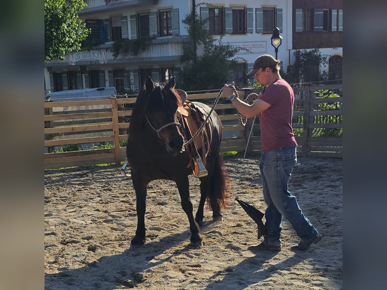 Bardigiano Klacz 12 lat 141 cm Ciemnogniada in Bad Endorf