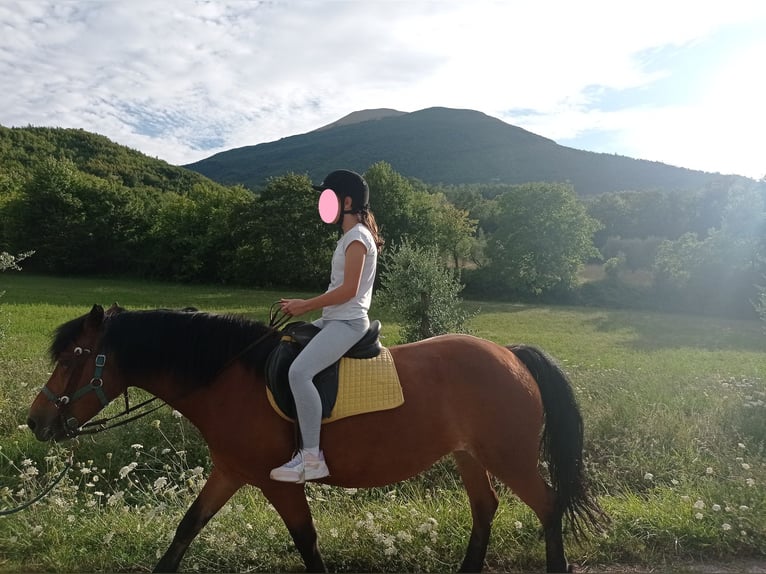 Bardigiano Klacz 26 lat 145 cm Gniada in Civitella Del Tronto
