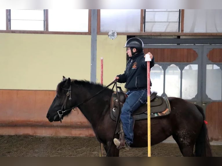 Bardigiano Klacz 5 lat 145 cm Kara in Ferrara