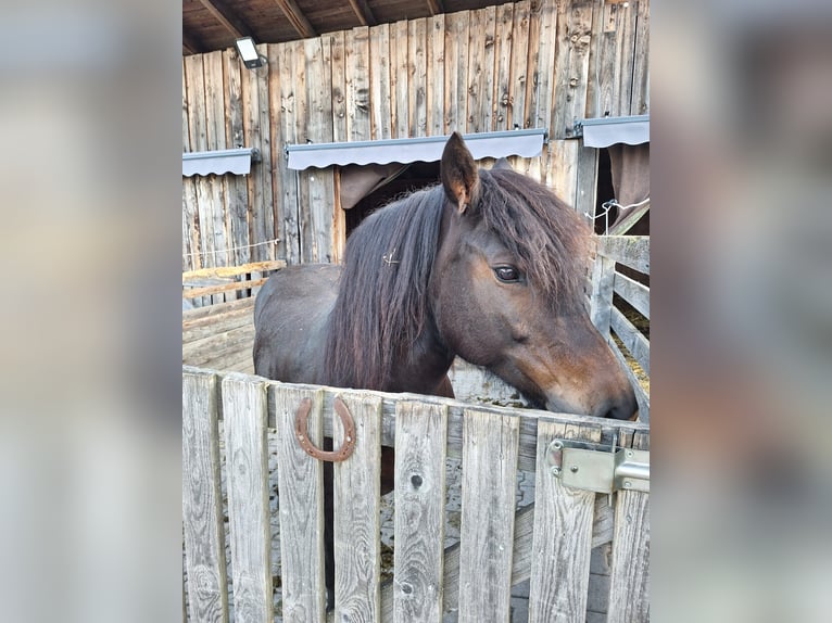 Bardigiano Mare 12 years 13,3 hh Bay-Dark in Bad Endorf