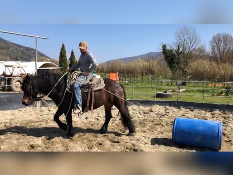 Bardigiano Mare 12 years 13,3 hh Bay-Dark in Bad Endorf