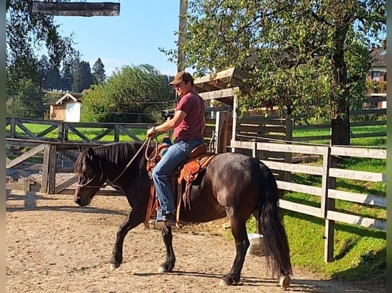 Bardigiano Mare 12 years 13,3 hh Bay-Dark in Bad Endorf