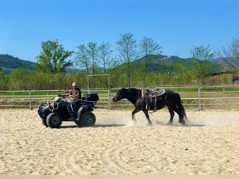 Bardigiano Mare 12 years 13,3 hh Bay-Dark in Bad Endorf