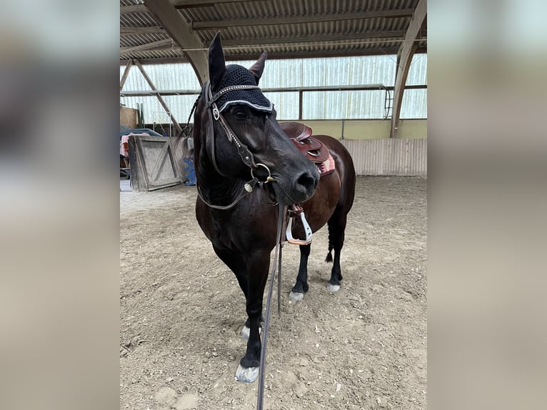 Bardigiano Mare 18 years 13,1 hh in Willstätt