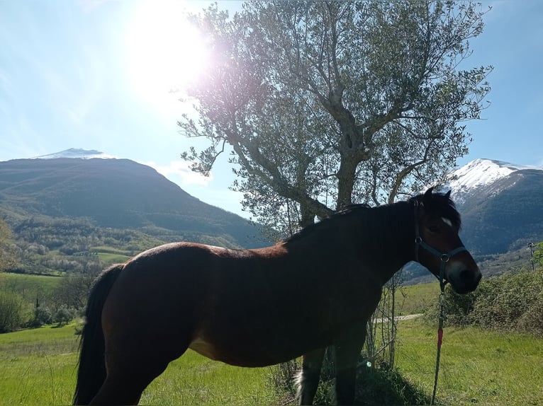 Bardigiano Mare 26 years 14.1 hh Bay in Civitella Del Tronto