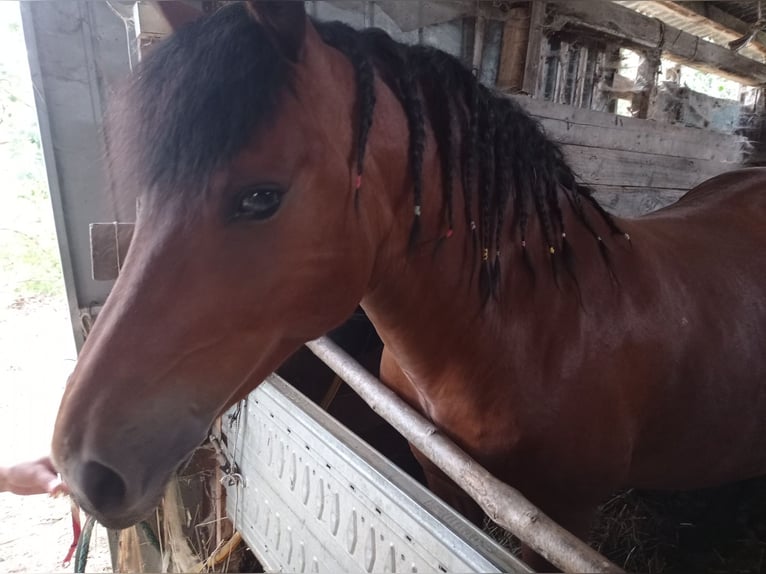 Bardigiano Mare 26 years 14.1 hh Bay in Civitella Del Tronto