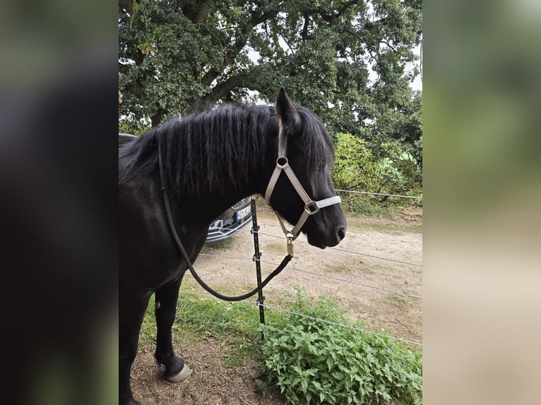 Bardigiano Mare 2 years 13.2 hh Smoky-Black in Saal an der Donau