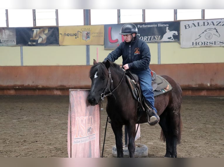 Bardigiano Mare 5 years 14.1 hh Black in Ferrara