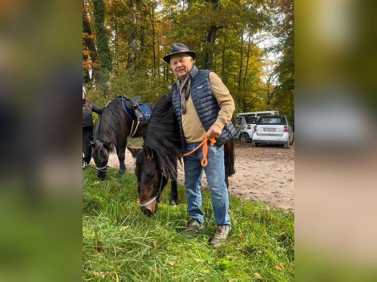 Bardigiano Mare 7 years 14 hh Black in Rümmingen Bardigiano Mare 7 years 14 hh Black in Rümmingen