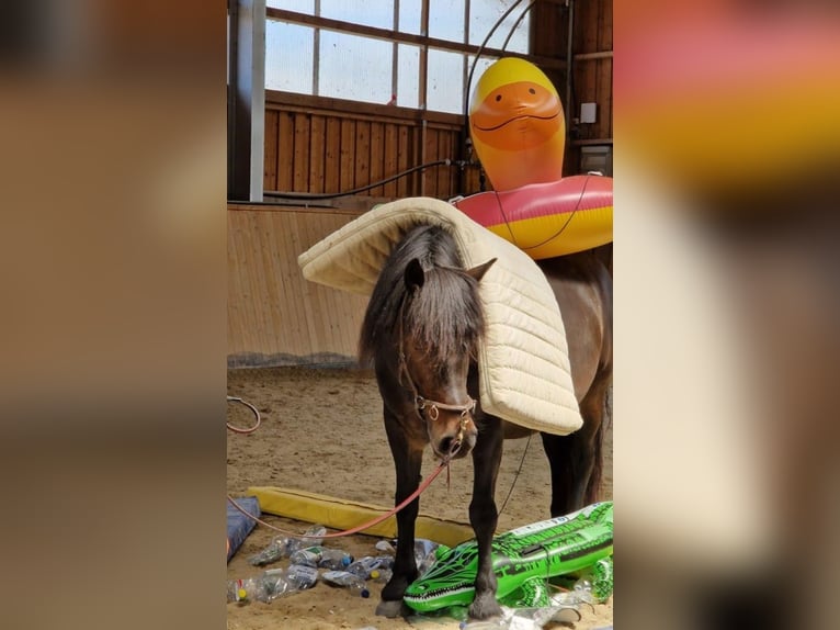 Bardigiano Merrie 12 Jaar 141 cm Donkerbruin in Bad Endorf