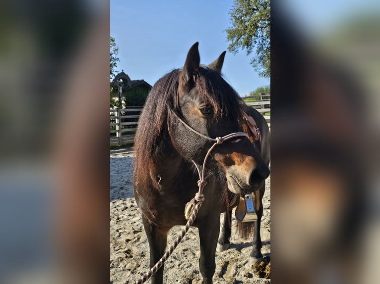 Bardigiano Merrie 12 Jaar 141 cm Donkerbruin in Bad Endorf