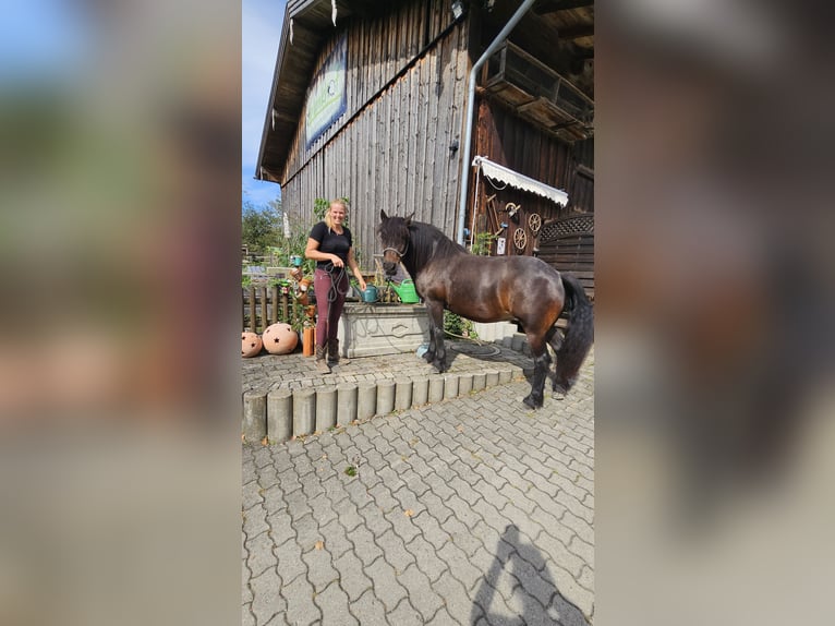 Bardigiano Merrie 12 Jaar 141 cm Donkerbruin in Bad Endorf