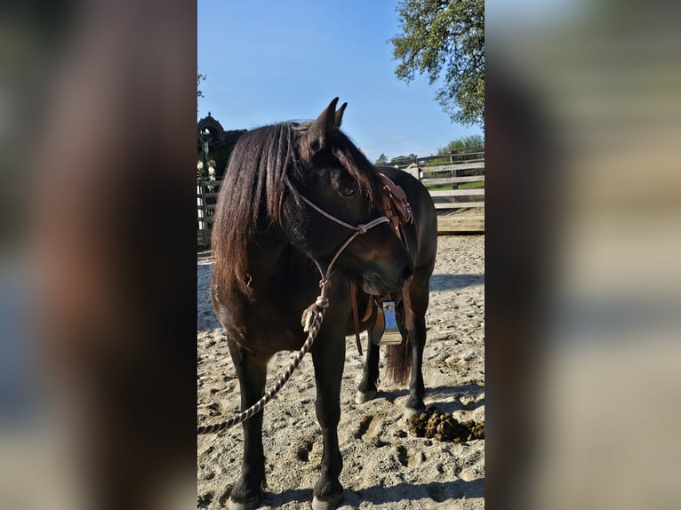 Bardigiano Merrie 12 Jaar 141 cm Donkerbruin in Bad Endorf