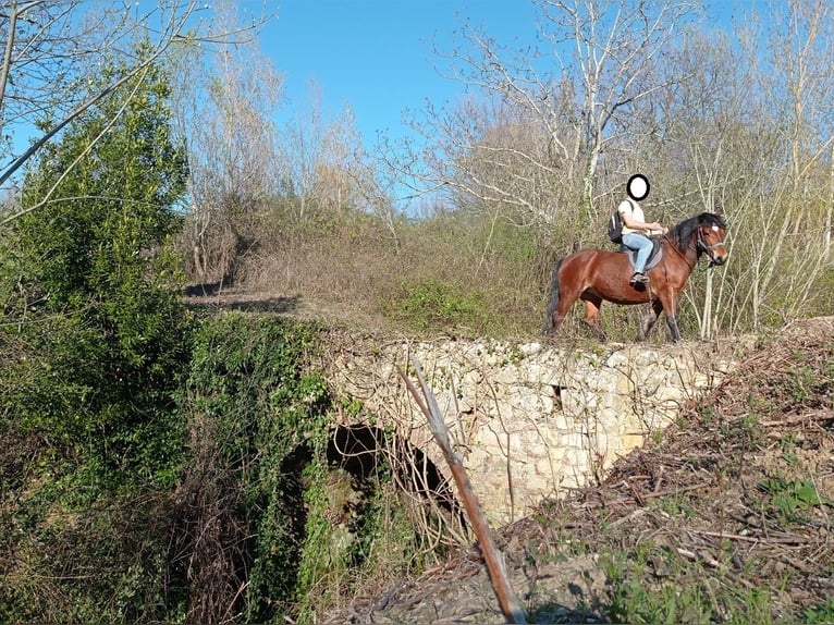 Bardigiano Merrie 26 Jaar 145 cm Roodbruin in Civitella Del Tronto